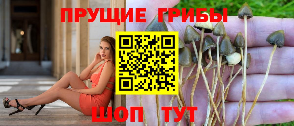 Междуреченск  Псилоцибиновые грибы Psilocybine cubensis  купить  цена  Вход с VPN 
